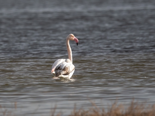 Greater Flamingo