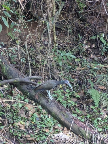 Green Ibis