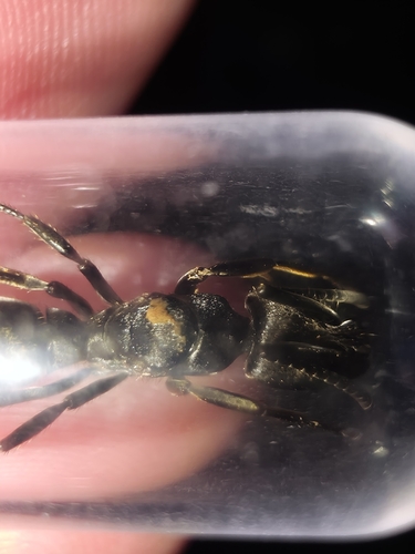Pachycondyla striata
