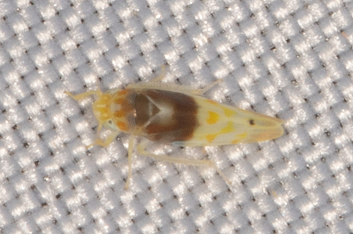 Eratoneura affinis