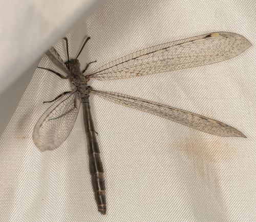 Immaculate Antlion