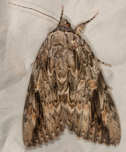 Sad Underwing