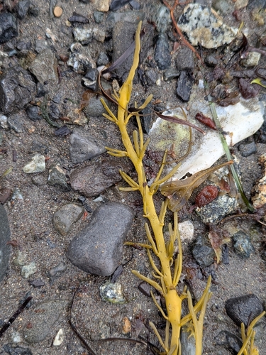 Knotted Wrack