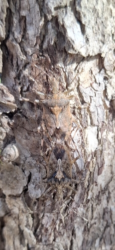 Bromocoris souefi