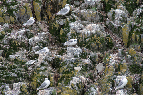 Black-legged Kittiwake