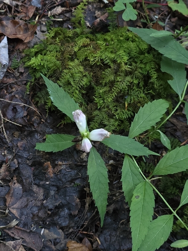 white turtlehead
