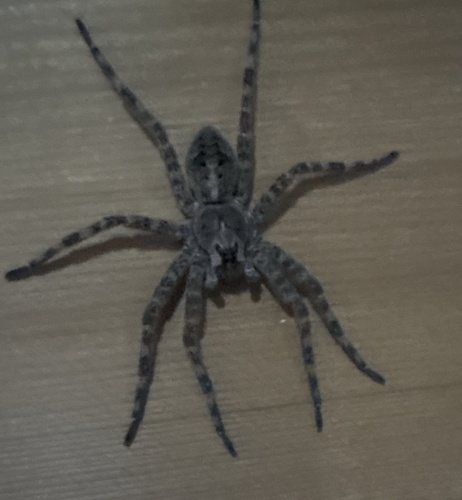 Dark Fishing Spider