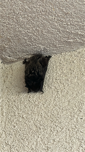 Silver-haired Bat
