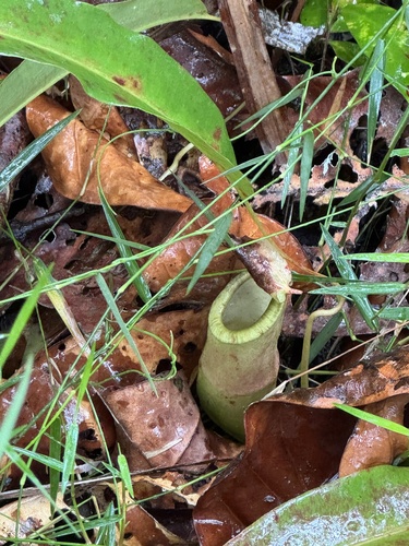 Common Swamp Pitcher-Plant