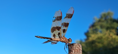 Halloween Pennant