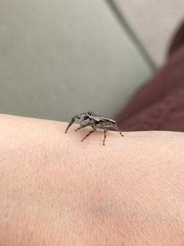 Tan Jumping Spider