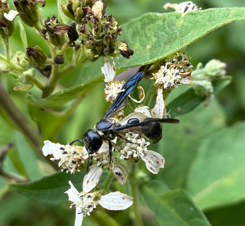 Zethus spinipes