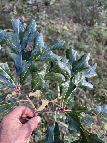 post oak