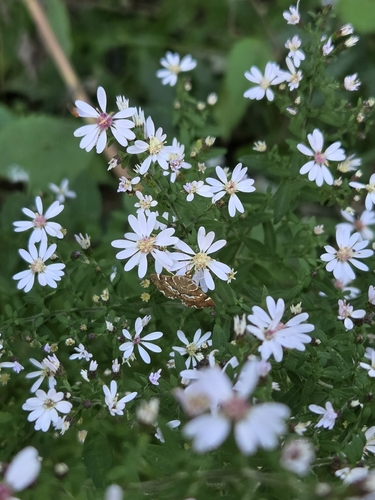 Spotted Beet Webworm Moth