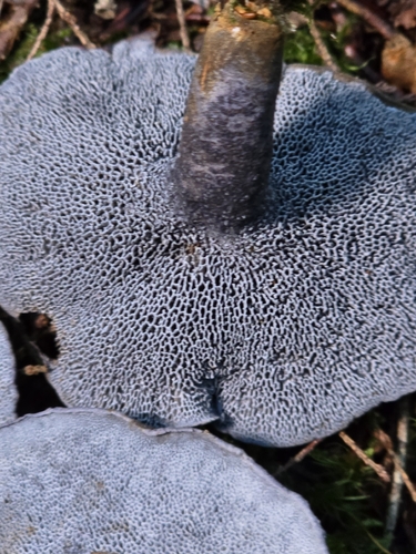 blue polypore