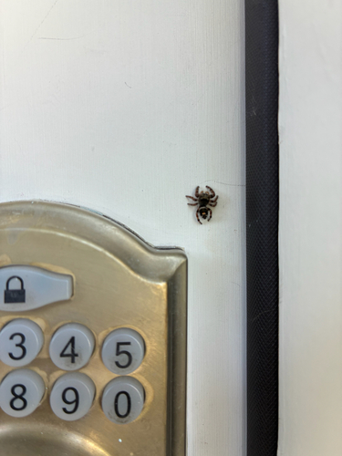 Bold Jumping Spider