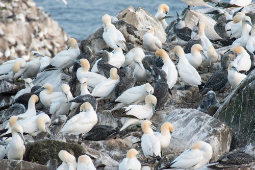 Northern Gannet