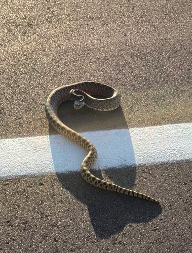 Gopher Snake
