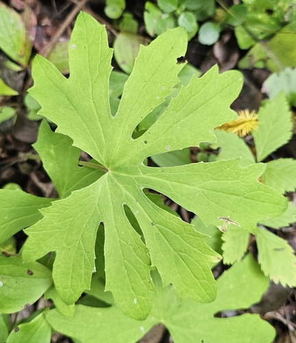 Western Sweet Coltsfoot