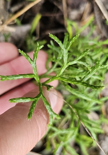 northern ground-cedar