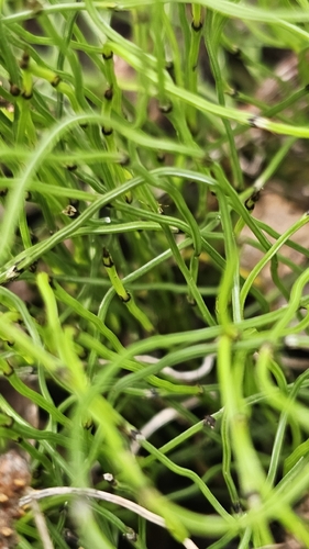 dwarf horsetail