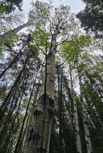 quaking aspen