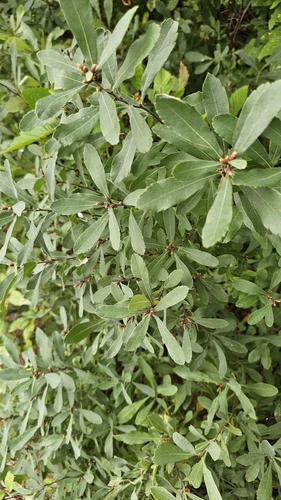 bog myrtle