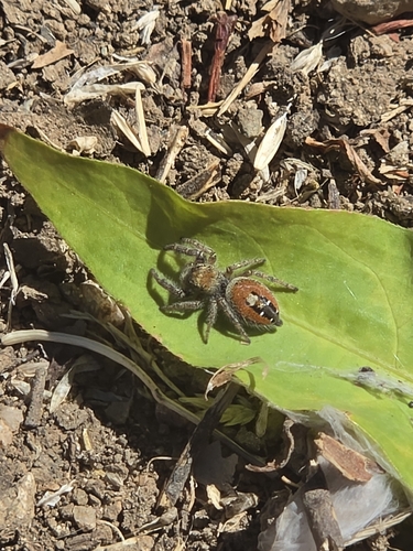 Johnson's Jumping Spider
