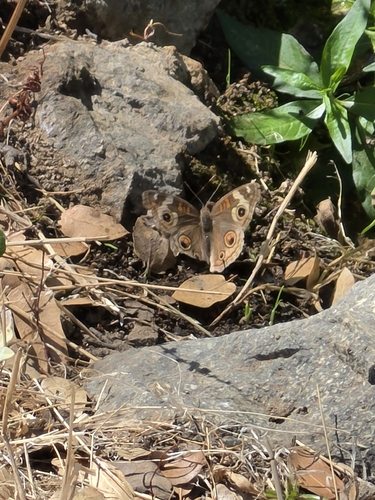 Gray Buckeye