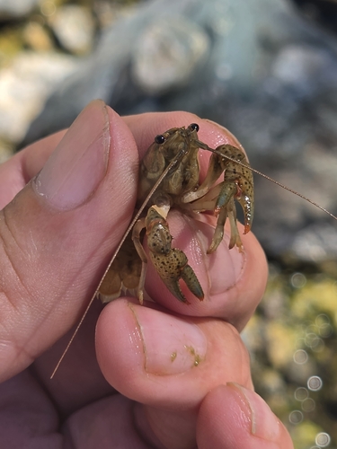 Virile Crayfish