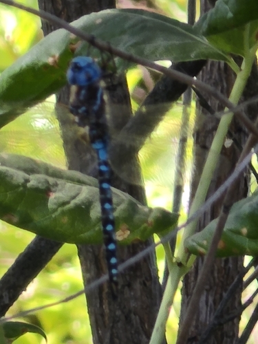 Blue-eyed Darner