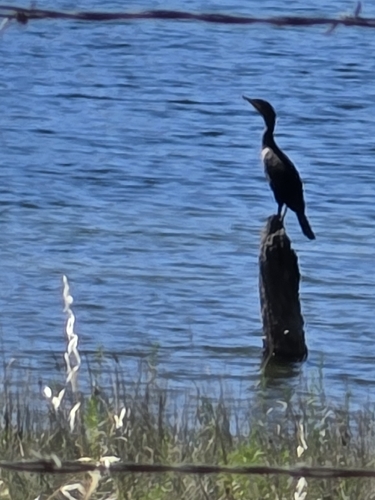 Double-crested Cormorant