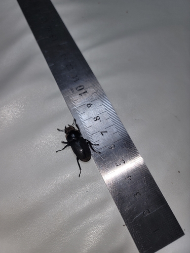 Little Stag Beetle