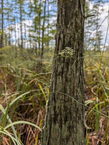 Canby's dropwort
