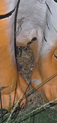 Western Ratsnake