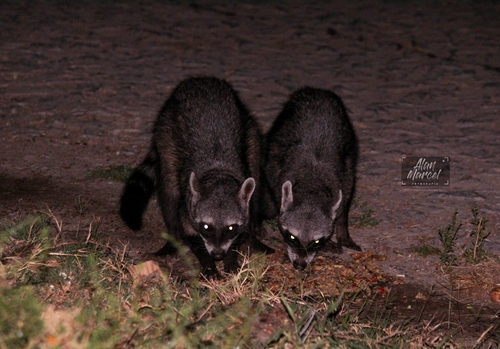 Northern Crab-eating Raccoon