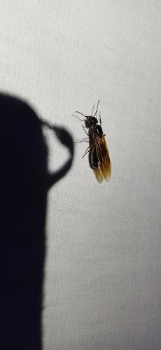 Brown-black Carpenter Ant