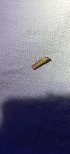 Rosy-striped Knot-horn