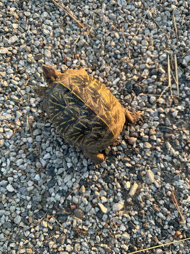 Ornate Box Turtle