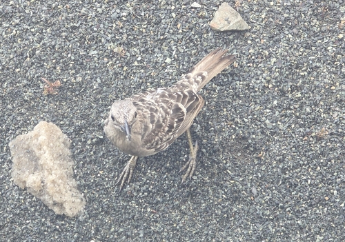 Great Bowerbird