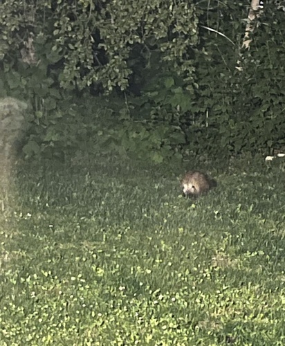 North American Porcupine