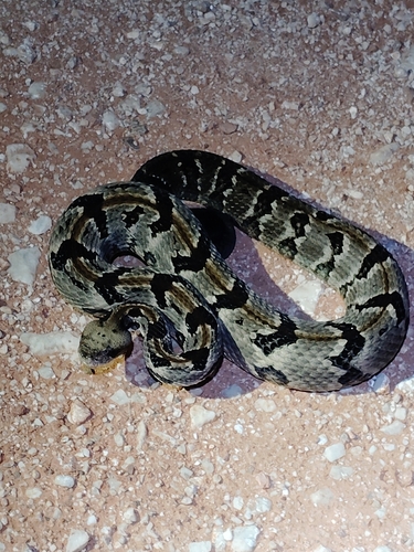 Timber Rattlesnake