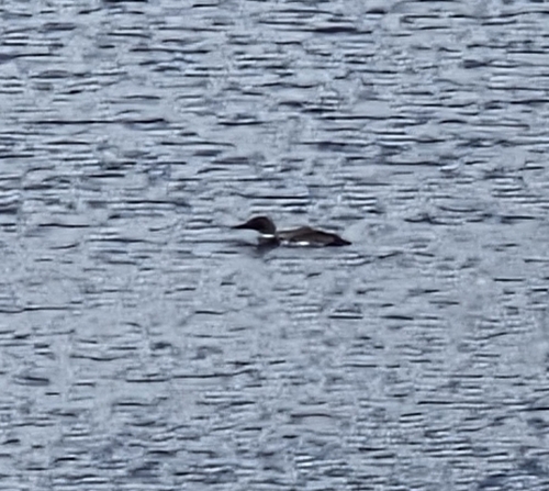 Common Loon