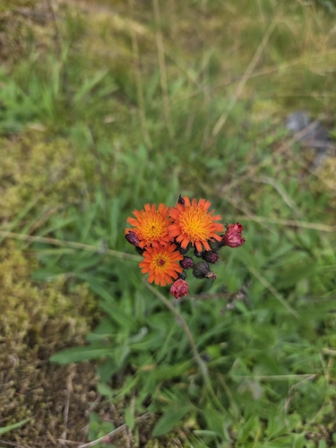 orange hawkweed