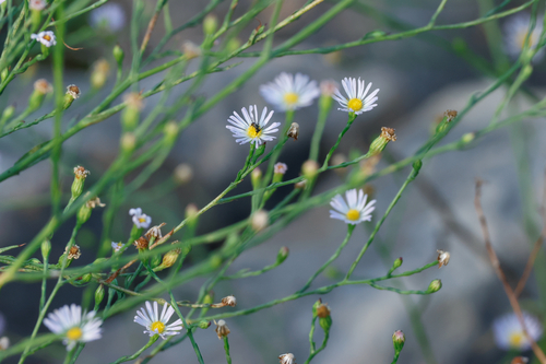 southern annual saltmarsh aster