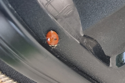 Two-spotted Lady Beetle