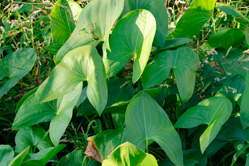 Sagittifolia group