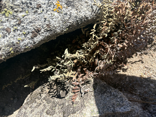 iNaturalist observation photo of cliffbrakes