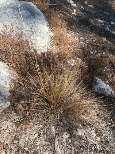iNaturalist observation photo of grasses