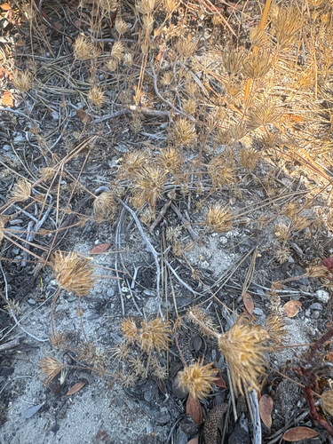 iNaturalist observation photo of Whiskerbrush